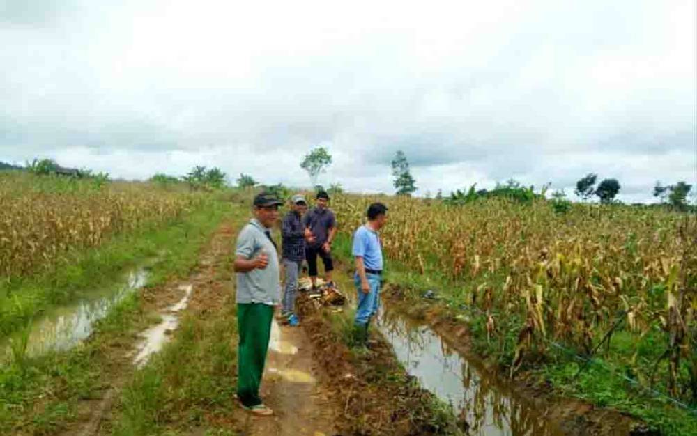 Kepala Dinas Pertanian Barito Utara, Syahmiludin A Surapati saat meninjau salah satu lahan pertanian jagung hibrida milik petani di desa Jamut.