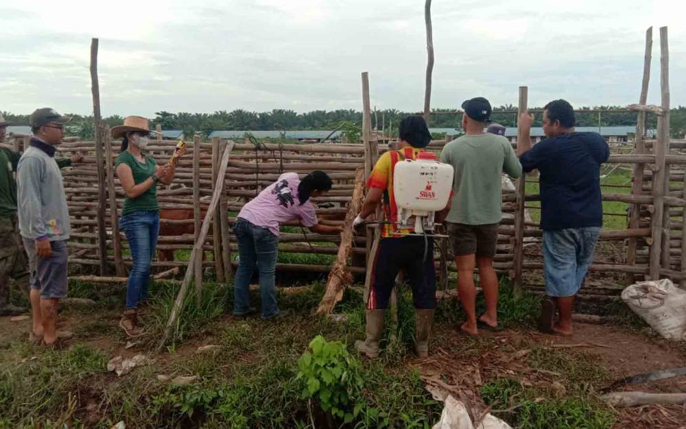 Petugas kesehatan hewan Distan Kabupaten Kapuas saat memberikan pelayanan pengobatan hewan ternak sapi warga Mantangai.