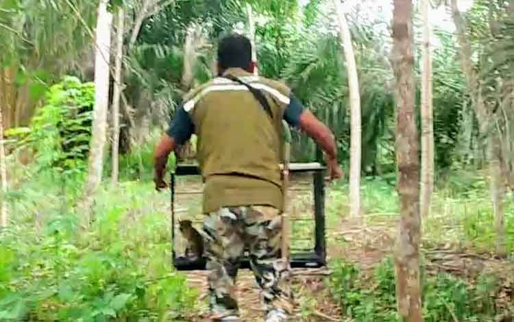 Komandan BKSDA Pos Jaga Sampit, Muriansyah, masuk ke hutan untuk melepasliarkan kucing hutan yang sebelumnya ditemukan warga di Kecamatan Kota Besi