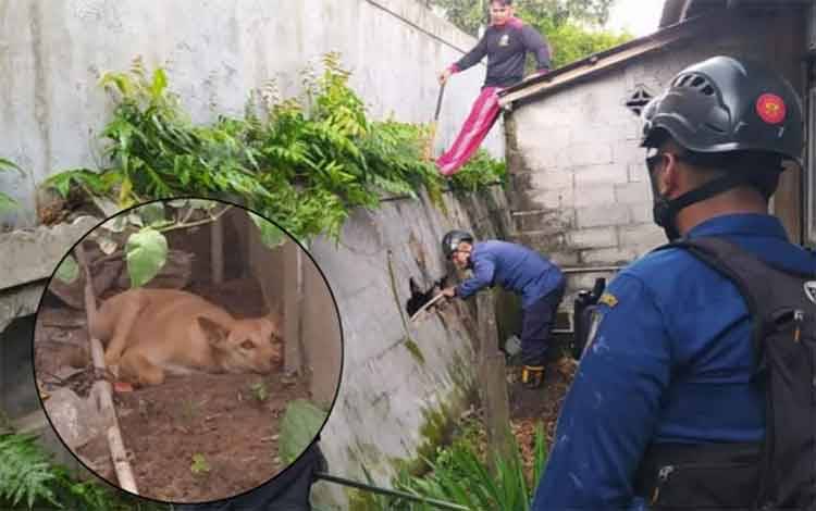 Petugas Disdamkarmat Kotim, menjebol pagar tembok untuk mengamankan seekor anjing liar yang meresahkan warga.
