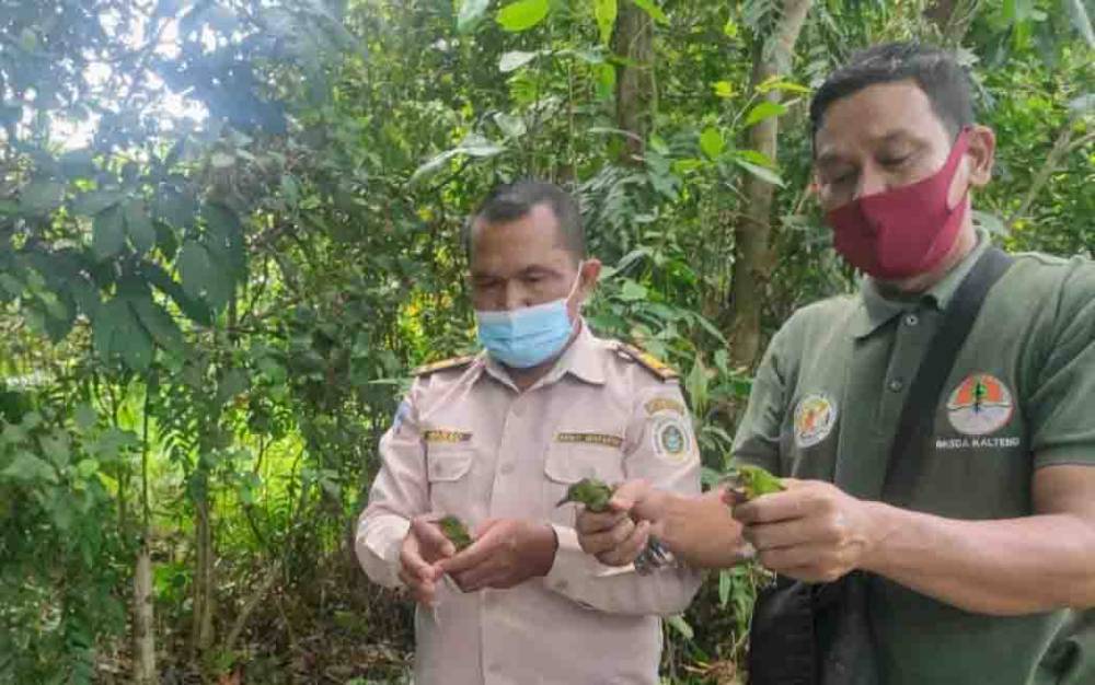 Petugas BKSDA Pos Jaga Sampit bersama Petugas Balai Karantina melepaskan cucak hijau ke alam liar. 