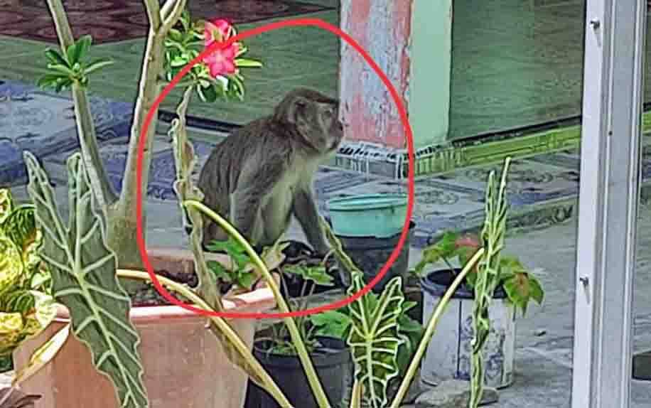 Monyet liar yang berkeliaran di sekitar permukiman warga di Kecamatan Mentawa Baru Ketapang.
