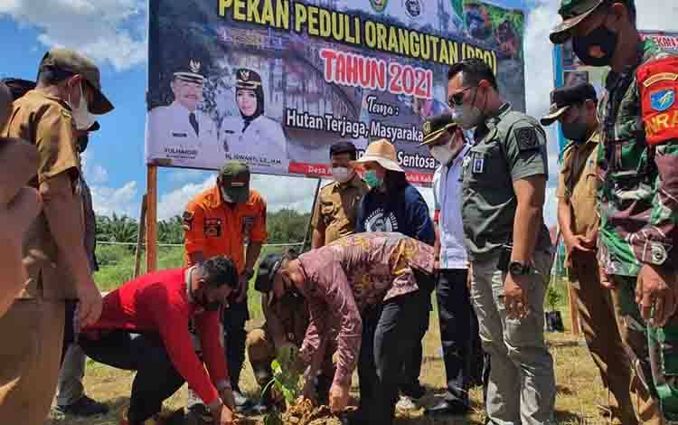 Bupati Seruyan Yulhaidir, saat menanam pohon peneduh pada kegiatan Pekan Peduli Orangutan di Desa Asam Baru, Kecamatan Danau Seluluk.