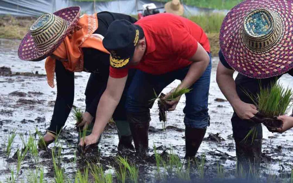 Gubernur Kalteng, Sugianto Sabran saat melakukan penanaman padi.
