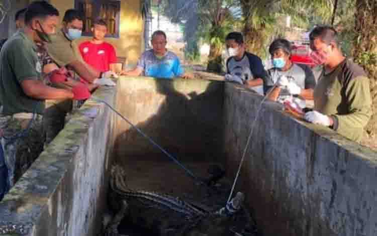 Tim BKSDA Kalteng saat mengevakuasi buaya jenis sapit dari kolam milik warga, Parenggean, Kotim