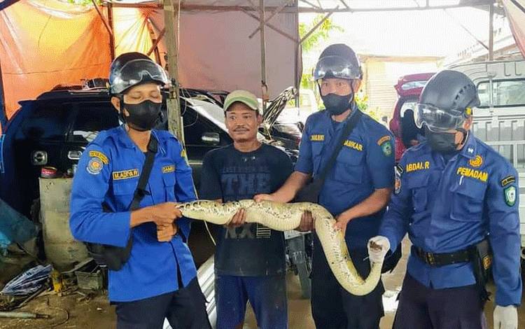Petugas Disdamkarmat Kotim berhasil mengamankan ular sanca dipong di sebuah bengkel di Jalan MT Haryono, Sampit, Kotawaringin Timur.