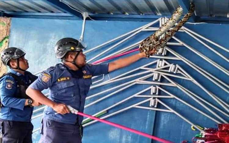 Petugas Disdamkarmat Kotim mengevakuasi ular yang berada di kerangka bangunan di SMP IT Arafah Sampit