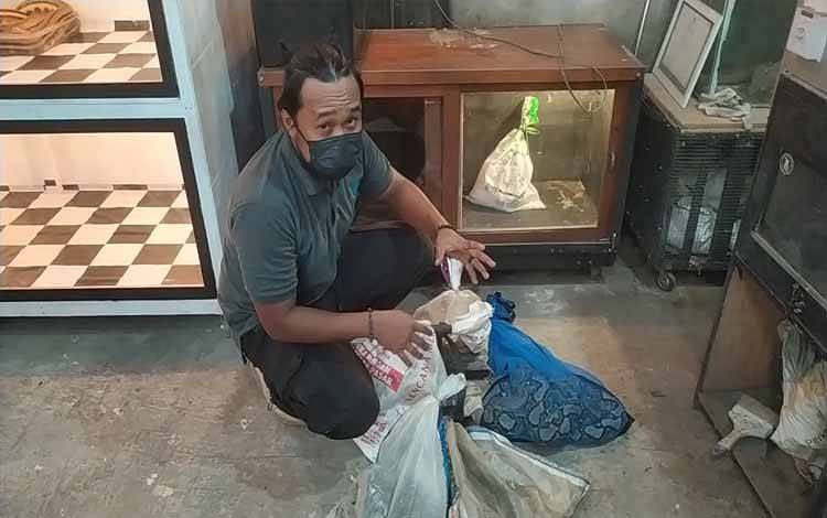 Hari, aktivis penyelamat ular di Sampit memperlihatkan hasil penyelamatan dari rumah warga