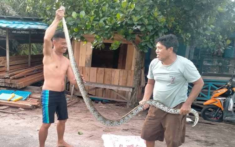 Warga Kelurahan Petuk Katimpun memegang ular yang ditemukan di sekitaran banjir
