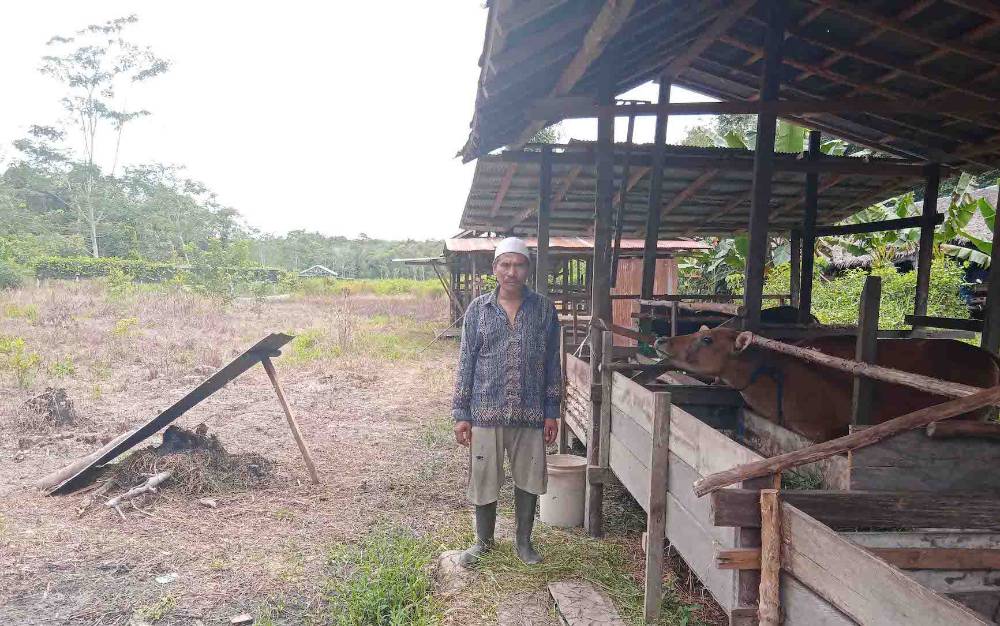Lahan di kawasan agrowisata Desa Jabiren yang dimanfaatkan warga untuk beternak sapi.