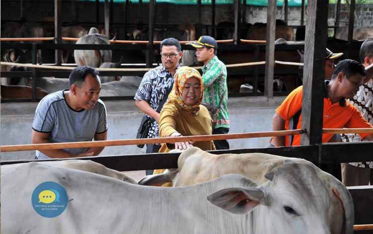 Anggota DPRD Kobar Sutiyana (kiri) mendampingi Bupati Kobar Nurhidayah saat melihat peternakan sapi milik KUD Tani Subur sebelum pandemi Covid-19
