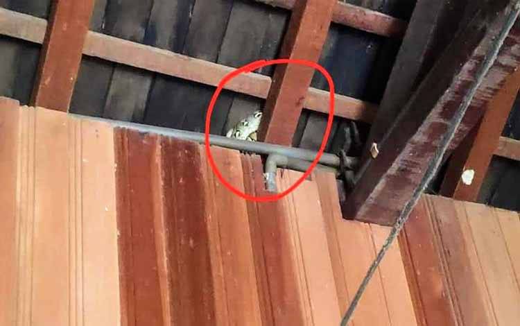 Seekor ular piton melingkar di atas kerangka atap rumah sempat diabadikan warga