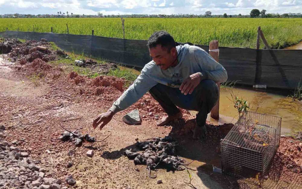 Seorang petani menunjukkan hasil tangkapan hama tikus di kawasan pertanian Desa Belanti Siam, Pulang Pisau.