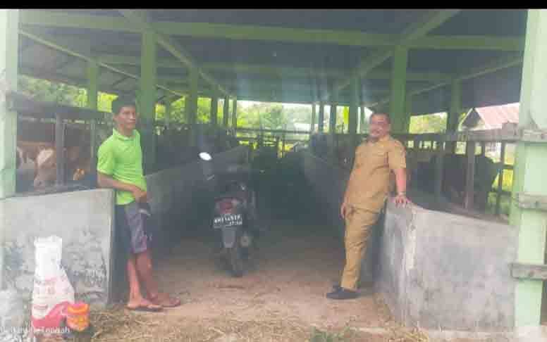 Kepala UPT RPH Kota Palangka Raya Ganjar Priyatno (baju PNS) melihat kondisi sapi yang diungsikan