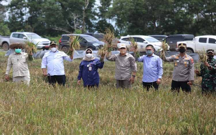 Wakil Gubernur Kalteng Edy Pratowo saat panen padi Inpari Nutri Zinc di kawasan Food Estate