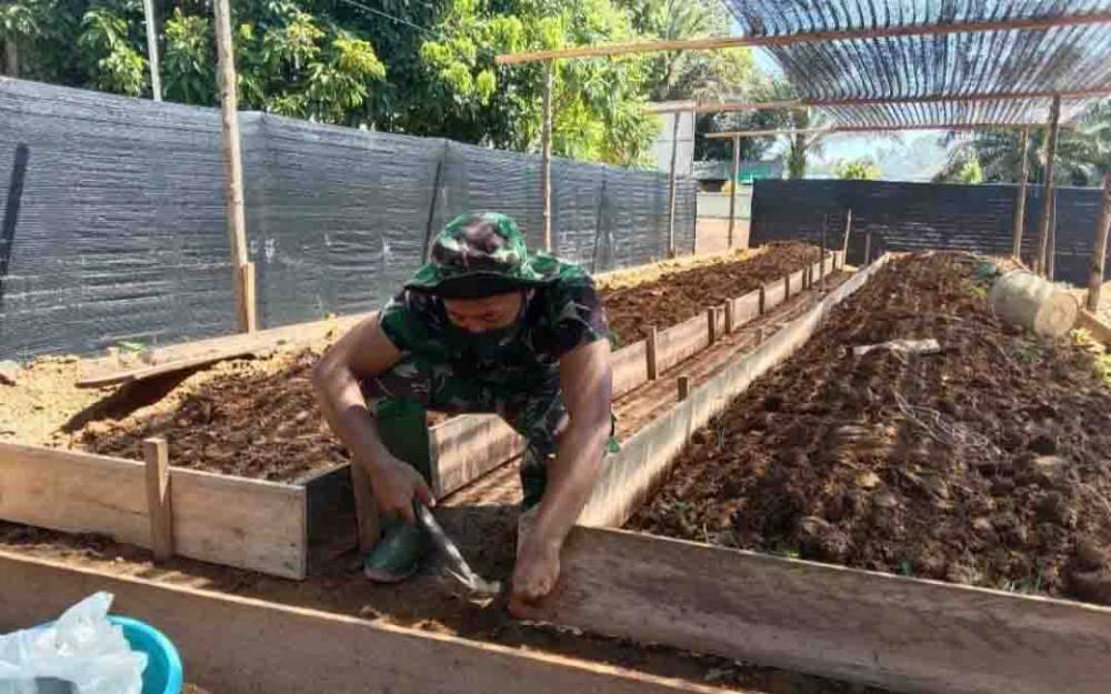Anggota Koramil 1014 - 04 Aruta manfaatkan lahan oosong sekitar kantor Koramil untuk menanam sayuran