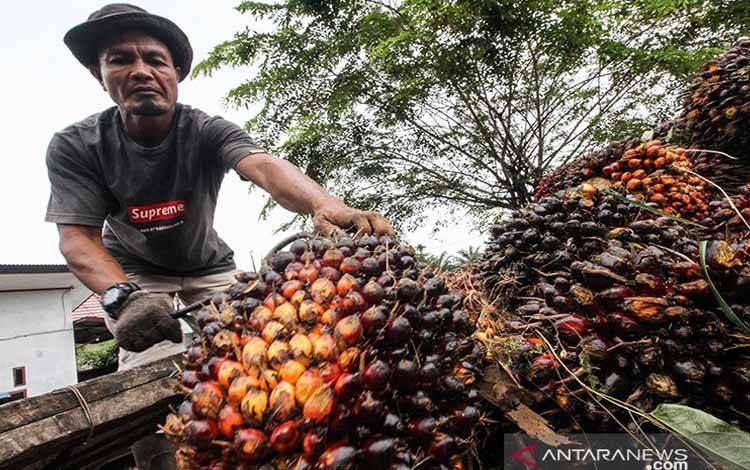 Pekerja mengumpulkan kelapa sawit di Desa Mulieng Manyang, Kecamatan Kuta Makmur, Aceh Utara, Aceh, Rabu (3/11/2021). Harga tandan buah segar (TBS) kelapa sawit di Aceh dari Rp1.800 naik menjadi Rp3.000 per kilogram menyusul tingginya permintaan crude palm oil (CPO) di pasar dan minimnya pasokan dampak terjadi penurunan produksi akibat musim treek