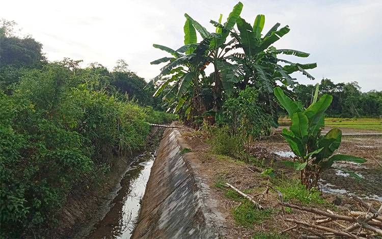 Saluran irigasi di Desa Ipu Mea Kecamatan Karusen Janang yang tidak berfungsi.