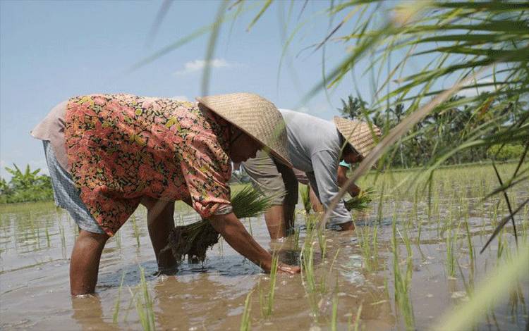 Ilustrasi - Petani menanam padi di sawah. ANTARA/HO-KKP