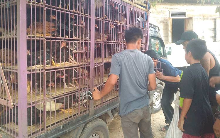 Penyaluran bantuan ayam kampung unggul kepada Kelompok Ternak Posi Mojaya Rayu di Desa Malintut Kecamatan Raren Batuah.