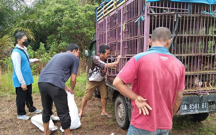 Pendistribusian bantuan ayam kampung ke kelompok tani di Kecamatan Paju Epat