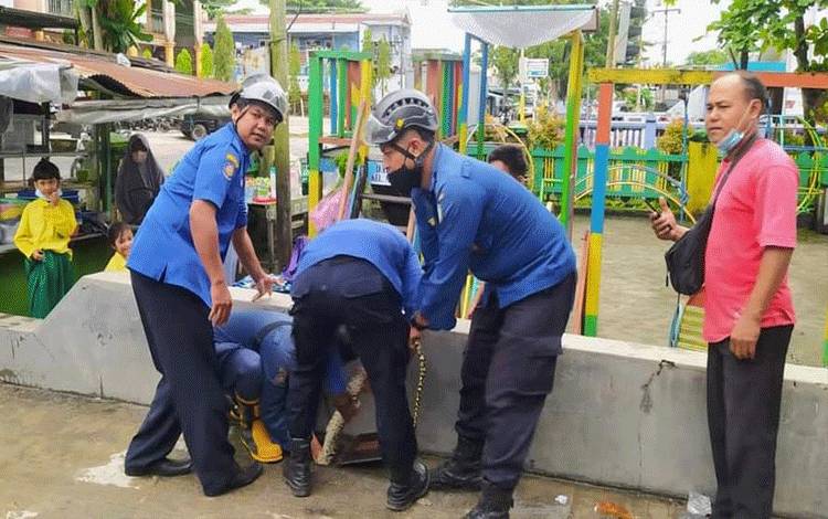 Petugas berupaya mengamankan ular dari saluran pembuangan di dekat TK Aisyiyah I, Sampit, Kotawaringin Timur.