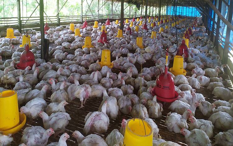 Salah satu peternakan ayam potong di Palangka Raya.