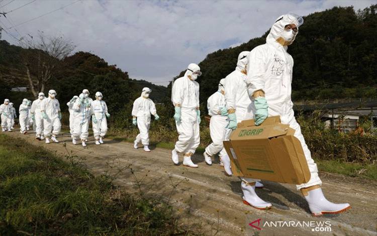 Ilustrasi - Petugas berpakaian pelindung berjalan menuju peternakan unggas untuk menyelidiki kasus dugaan flu burung di Higashikagawa, Jepang barat, dalam foto yang diambil oleh Kyodo, 8 November 2020. ANTARA/Kyodo via Reuters/as
