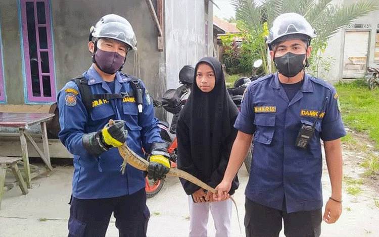 Biawak yang diamankan Disdamkarmat Kotim, di Baamang Hulu, Sampit, Kotawaringin Timur.