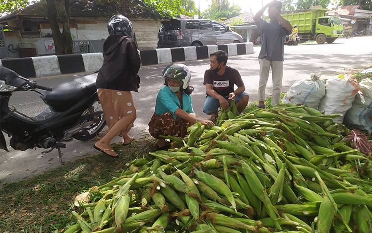 Pembeli memilih jagung di salah stau lapak pedagang di Jalan Pemuda Sampit.