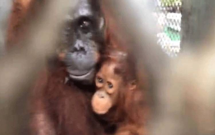 Seekor orangutan bersama anaknya yang diamankan pihak BKSDA di wilayah Kotawaringin Timur.