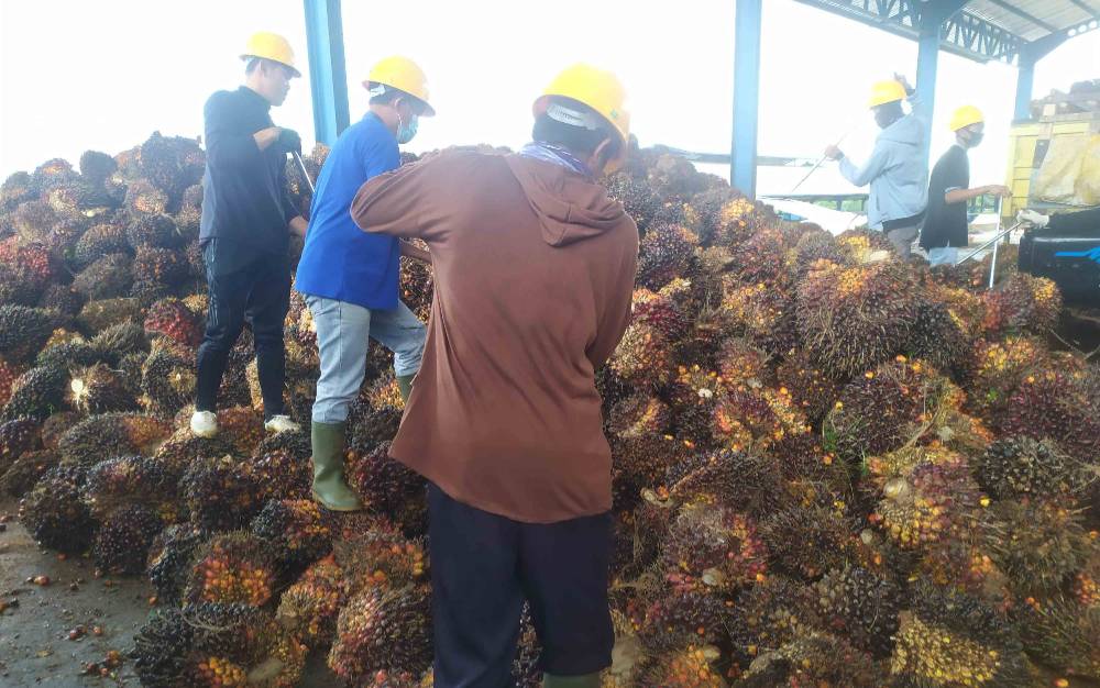 Pekerja kelapa sawit sedang menyortir kelapa sawit yang dijual masyarakat ke perusahaan.