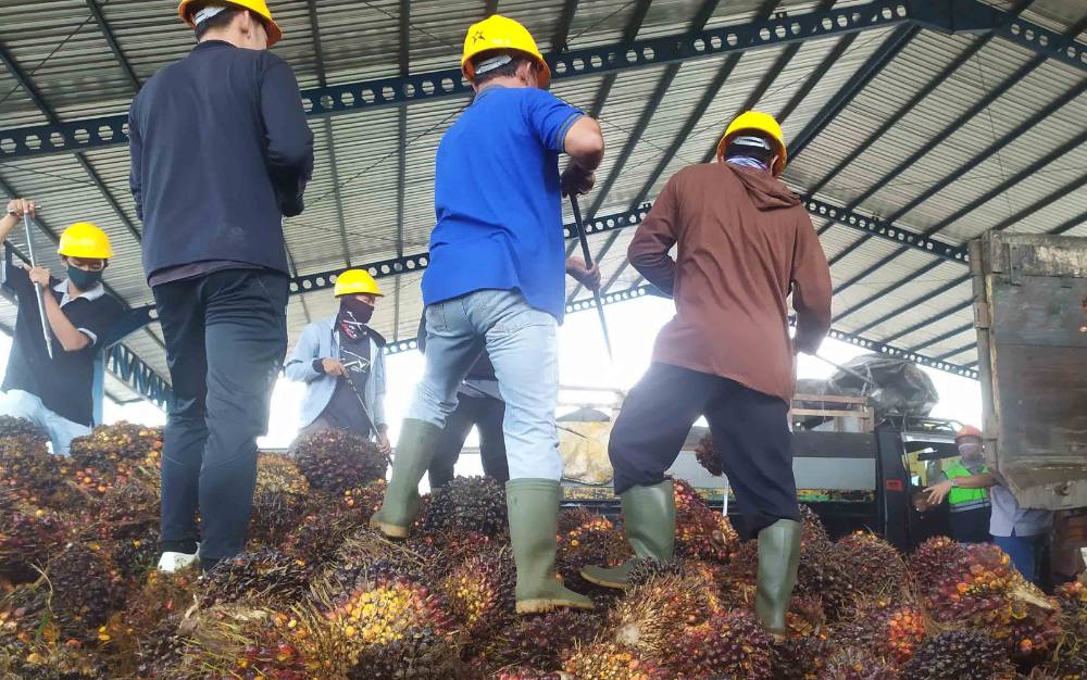 Penyortiran kelapa sawit oleh Pekerja di salah satu perusahaan kelapa sawit.