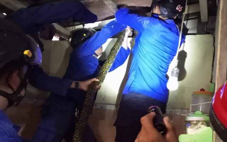 Petugas Disdamkarmat Kotim mengevakuasi ular dari plafon rumah warga di Perumnas Pembina Sampit 