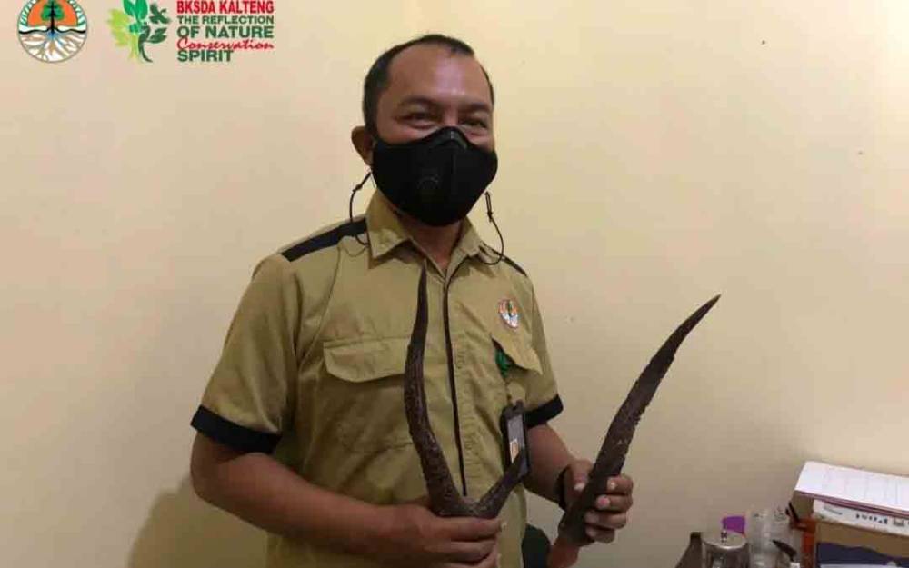 Upaya untuk menyelundupkan dua tanduk rusa digagalkan petugas di Bandara Iskandar Pangkalan Bun.