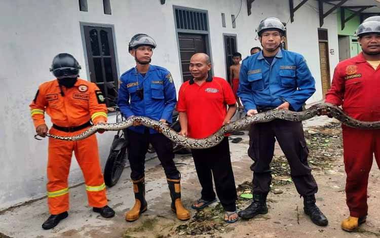 Iskandar bersama petugas Disdamkarmat Kotim membentangkan ular yang memangsa ayam kesayangannya