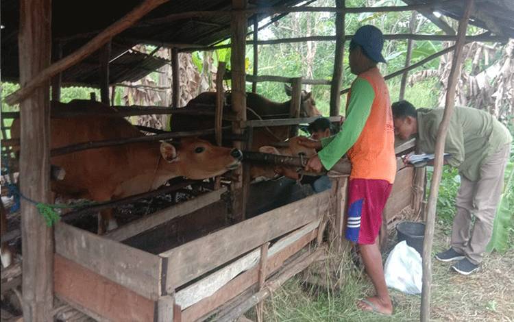 Petugas kesehatan hewan Distan Kapuas saat melakukan pemeriksaan ternak warga.