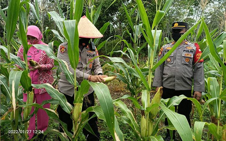 Kapolres Barito Selatan AKBP Yusfandi Usman bersama isteripanen jagung di kebun ketahanan pangan kampung tangguh Desa Sarimbuah.