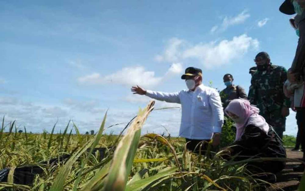 Gubernur Kalimantan Tengah (Kalteng), Sugianto Sabran saat meninjau produksi padi food estate di kawasan Pandih Batu, Pulang Pisau. (foto : ist)