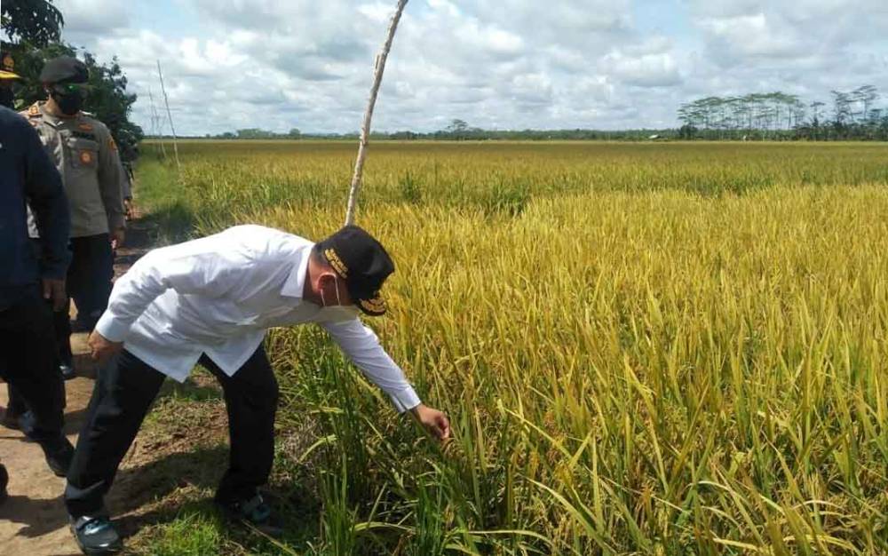 Gubernur Kalteng, Sugianto Sabran saat mengecek langsung kualitas padi.