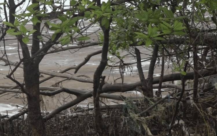Hutan mangrove di Desa Cemantan, Kecamatan Kahayan Kuala, Kabupaten Pulang Pisau mengalami kerusakan karena faktor alam. 
