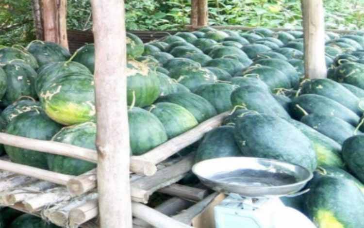 Hasil produksi budidaya semangka di Desa Henda, Kecamatan Jabiren Raya, Kabupaten Pulang Pisau.