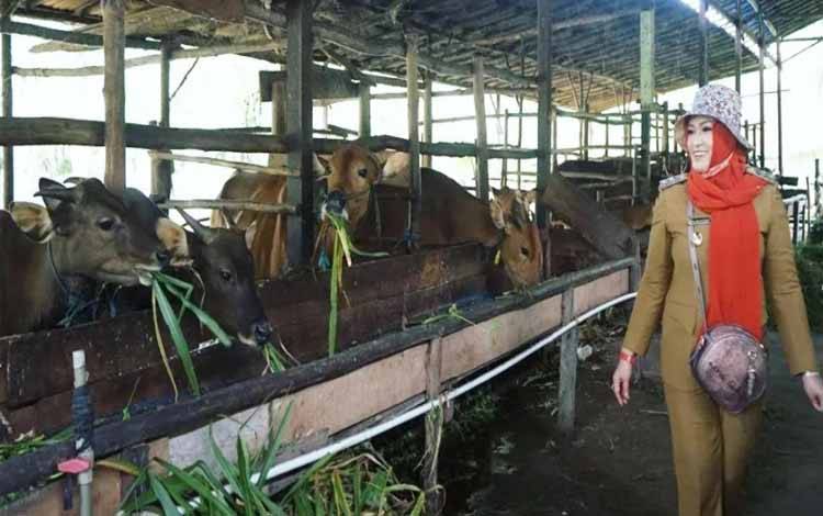 Wakil Wali Kota Palangka Raya, Umi Mastikah kunjungi peternakan sapi di Kecamatan Bukit Batu