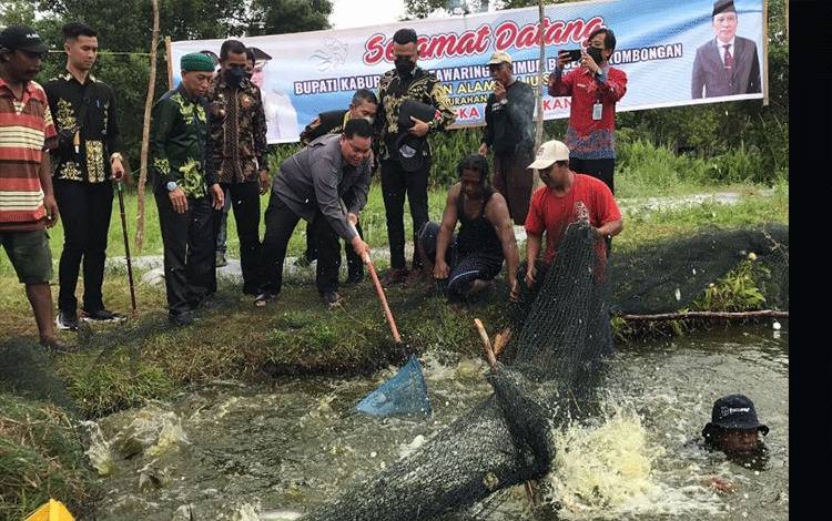 Bupati Halikinnor ikut memanen ikan di kawasan budidaya ikan Kolam Salju di Kelurahan Pasir Putih Kecamatan Mentawa Baru Ketapang, Kamis (10/2/2022). ANTARA/HO-Pemkab Kotim