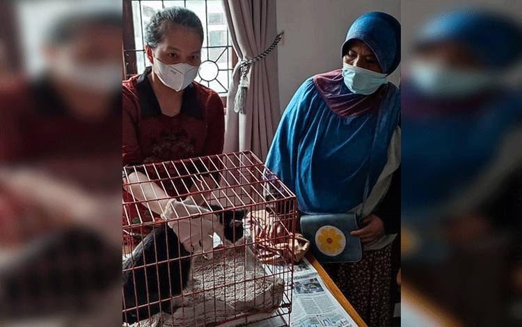 Salah seorang dokter hewan yang bertugas di Klinik Hewan milik Pemko Palangka Raya memeriksa hewan yang diantar pemiliknya.