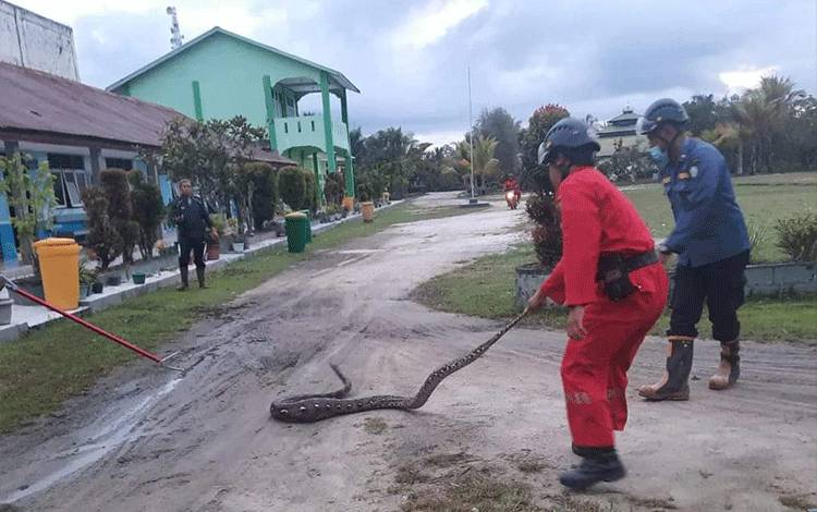 Petugas Disdamkarmat Kotim, berupaya mengamankan ular di areal MTS PPKP Sampit.