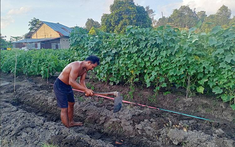 Bantoni (35) warga RT 02 Desa Haringen Kabupaten Barito Timur yang menekuni budidaya tanaman sayuran sejak awal pandemi covid-19.
