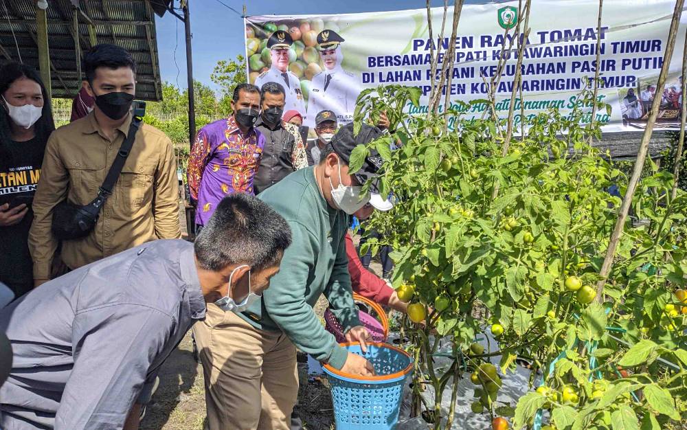 Bupati Kotim, Halikinnor saat panen raya tomat di kebun petani Kelurahan Pasir Putih, Kecamatan Mentawa Baru Ketapang, Jumat, 25 Februari 2022.