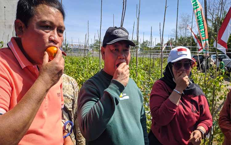 Bupati Kotim Halikinnor bersama Wakil Bupati Irawati dan Sekda Fajrurrahman saat memakan tomat hasil panen raya milik petani