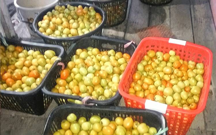 Hasil panen tomat pada Kelompok Tani Sabar Subur di Desa Siong Kecamatan Paju Epat.
